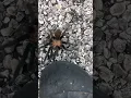 MONSTER Tarantula Texas brown tarantula spider