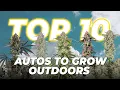 Top 10 Autoflowers to Grow Outdoors Fast Buds