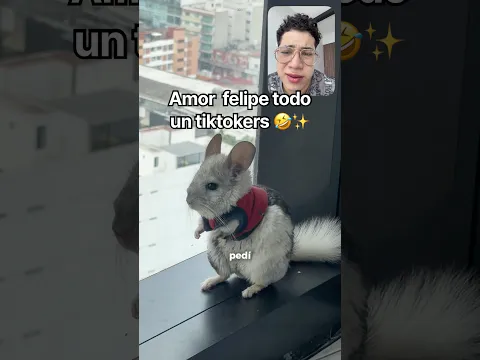 Amor Felipe dándola todo 😍 @aimarvels.app # #chinchilla #mascotas #animalestiernos