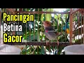 Lagu PRENJAK BETINA Gacor Istimewa Suara jernih,  cocok buat PANCINGAN maupun MASTERAN.