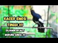 Download Lagu AWAS KACERMU KONSLET JEBOL EMOSINYA DENGAR INI LANGSUNG ON BONGKAR ISIAN !! KACER GACOR ISIAN !!!!!!