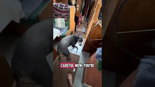 Daily life with a Doberman on a boat.. #fyp #dream #doberman #pets #youtube