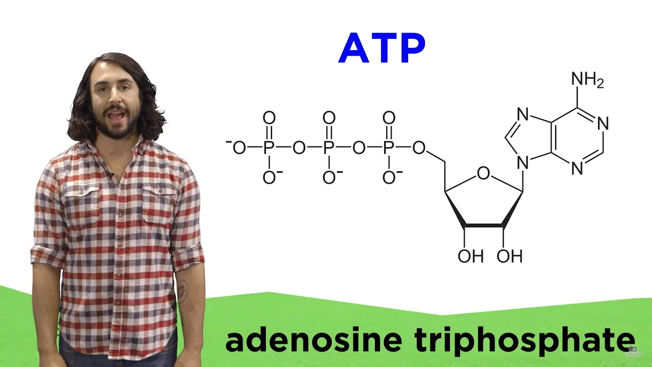 Metabolism and ATP
