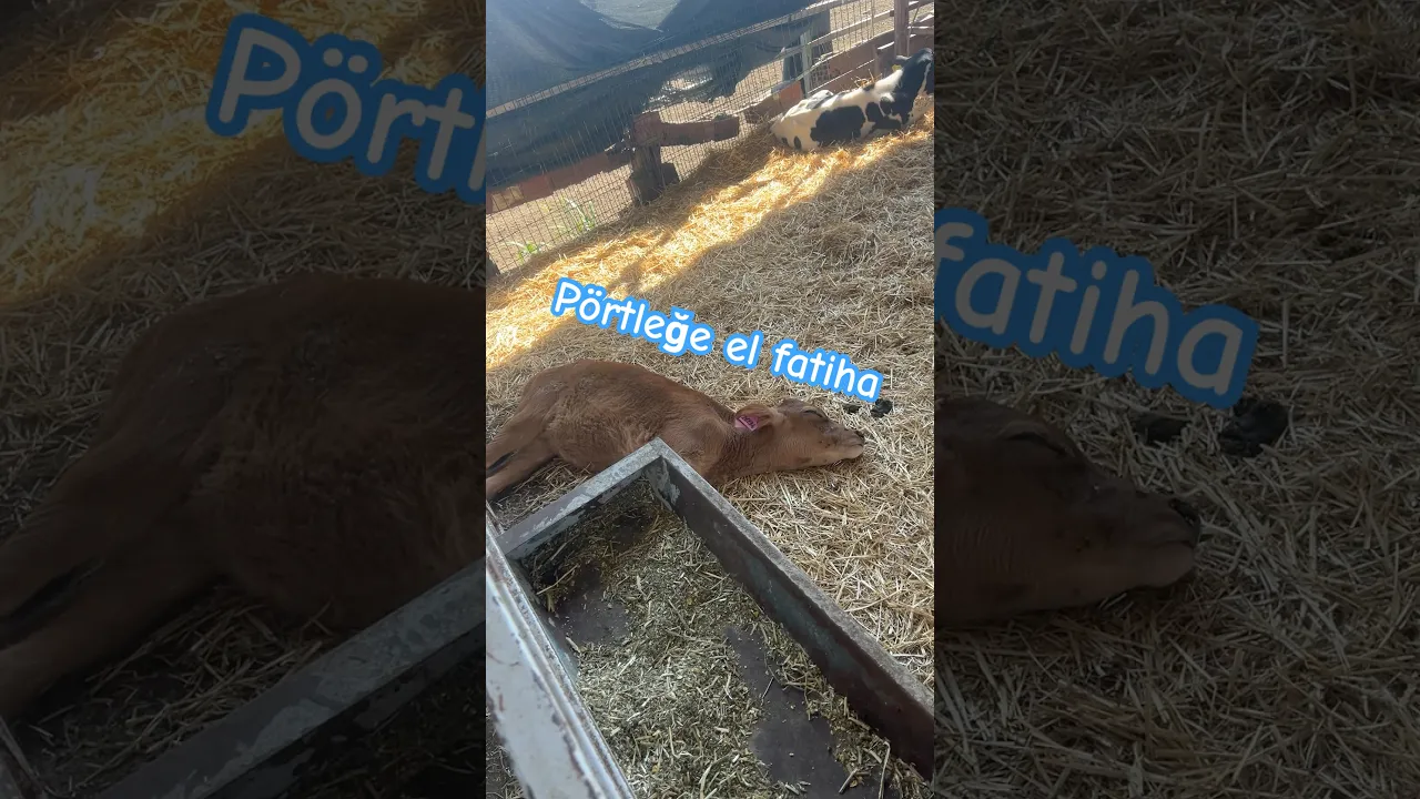 Ölenle ölünmüyor