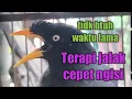 Terapi jalak kebo mata putih cepat ngomong \u0026 isian