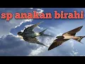SP ANAKAN BIRAHI