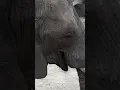 elephant aviator elephant bet