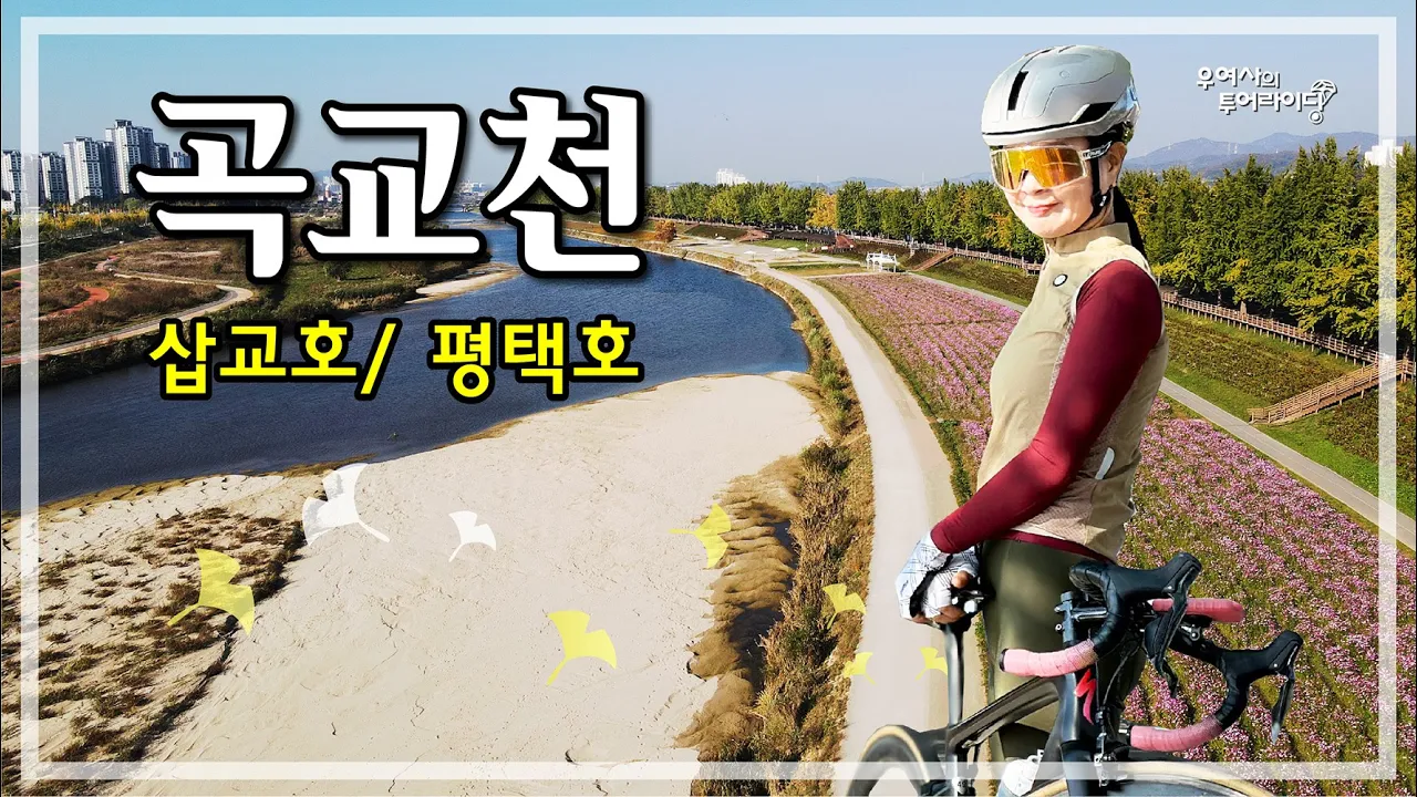 곡교천 은행나무 (천안-곡교천은행나무길-삼교호-평택호-성환읍) ‘24.11.03. サムネイル