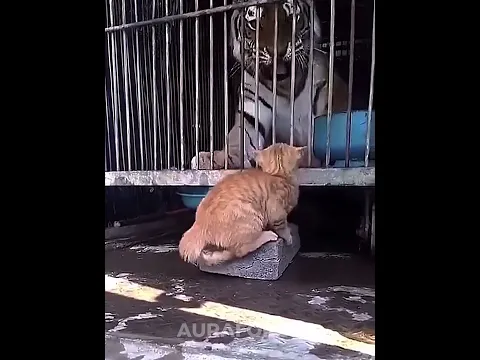 CATS CAN'T HAVE AURA