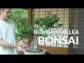 Bougainvillea Bonsai care