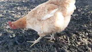 صوت الدجاجة عندما تريد أن تبيض     دندنها