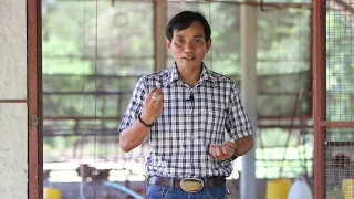 ตอนที่ 3 - วิธีการเลี้ยงไก่อารมณ์ดี