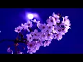 Download Lagu Moon Flowers (HD1080p)