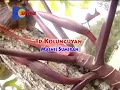 Lagu Id Kolunguyan - Mansnie sumiran