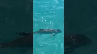 Can You Name This Fish? 🤔🐟