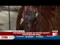 Potter County cockfighting ring bust 170 roosters 3 arrested 6 illegal immigrants detai