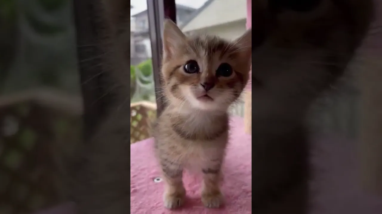 動画