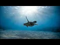 1 HOUR Relaxing Sleep Music | Sleep Therapy | Deep Sleep Music | Insomnia | Sleep | Study | Spa