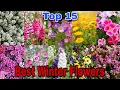 Lagu Most beautiful winter season flowers || Best 15 winter flowering plants