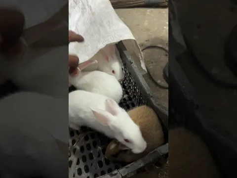 Got red eyes baby rabbits