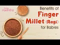 Benefits of Finger Millet Ragi for Babies Plus Healthy Ragi Recipes