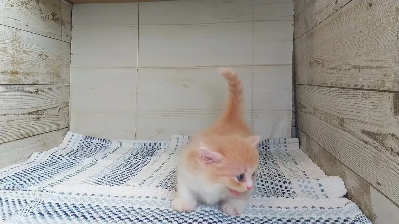 動画