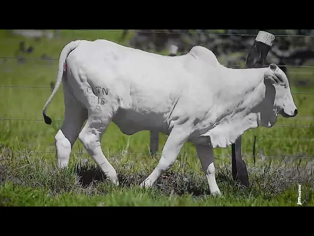 Novilha Nelore CLTN - 216