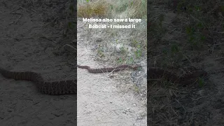 Two Red Diamond Rattlesnakes on the trail… oh, and a Bobcat. 😁  #snake #Snakes #hike #hiking