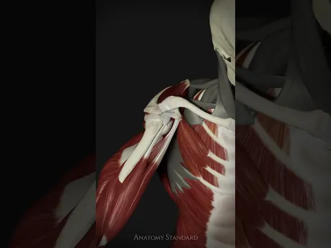Biceps & Rotator Cuff Mechanics #anatomystandard #shoulderanatomy #anatomy #biomechanics