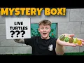 BUYING A MYSTERY BOX FULL OF BABY TURTLES