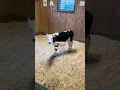 Download Lagu Deze koe heeft de stemming van een pittige man