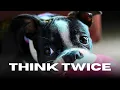 9 Big Reasons Boston Terriers Aren t for Everyone