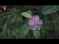 Download Lagu NIA DANIATI !! HANCUR HATIKU #lagunostalgia#lagulama#cenimaticvideo#lagu70an#zaid711
