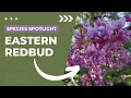 Download Lagu Soort in de schijnwerpers | Judasboom (Cercis canadensis)