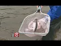 Naugatuck River being re-stocked with fish after sewage spill killed thousands