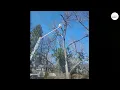 ECO Tree Service Inc Tree Removal Trimming Stump Grinding Allentown Bethlehem