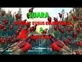 Download Lagu sepesial suara pikt kolibri ninja \u0026 sepah raja