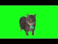 OIIA OIIA CAT but something went wrong