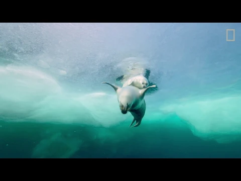 Wild_Life: The Big Freeze Trailer (Season 3)