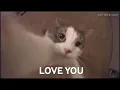 I love you funny cat kissing the camera gif