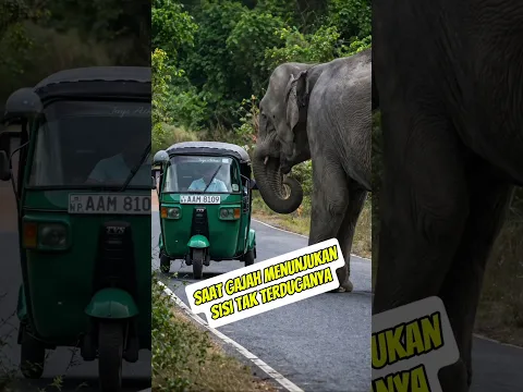 beginilah saat gajah melakukan hal yang tak terduga‼️