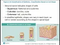 2113 Chapter 4 - Tissues