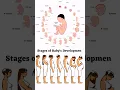 Stages of Baby s Development in the Womb