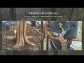 Download Lagu Belajar, Mencoba Dan Memahami Membuat Bonsai Sancang