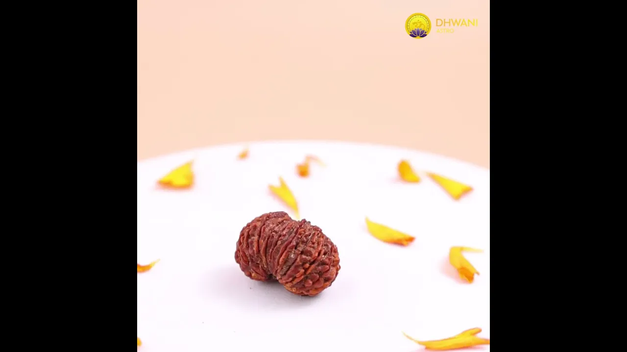 Nepali 20 Mukhi Rudraksha (Twenty-Faced)