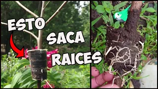 Enraíza fácilmente con este método - acodo aéreo de chirimoya