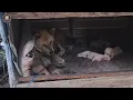 Download Lagu Exhausted and hungry, she silently cried as seeing her pups being full filled