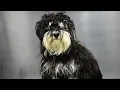 Unbelievable Dog Grooming Transformation Matted to Magnificent