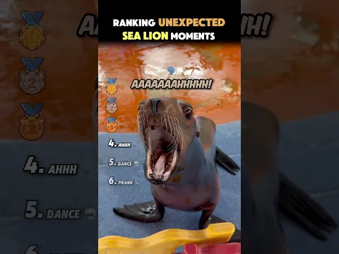 Ranking Unexpected Sea Lion Moments..🦭
