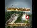 Download Lagu suara pikat burung prenjak klik klik / ciblek sawah, untuk durasi panjangnya ada di channel ya.
